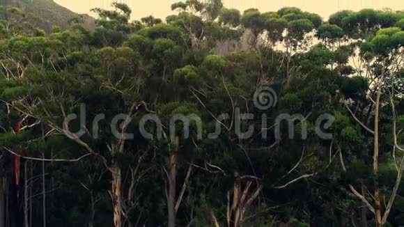 日落4k时的绿色森林和山脉视频的预览图