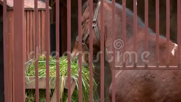 马在马厩里吃青草视频的预览图
