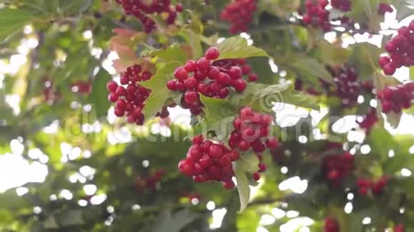 有机花园灌木丛上的红色振动视频的预览图
