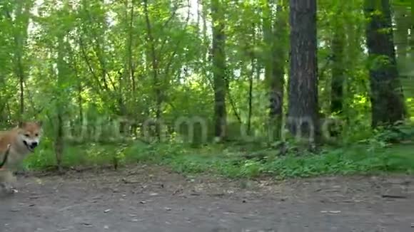 石坝狗在树林里跑视频的预览图