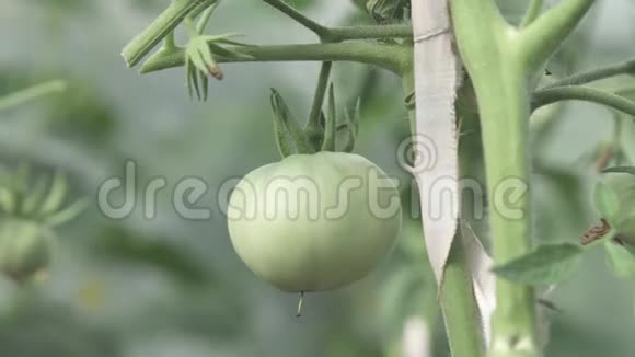 绿色的西红柿挂在花园的灌木丛上视频的预览图