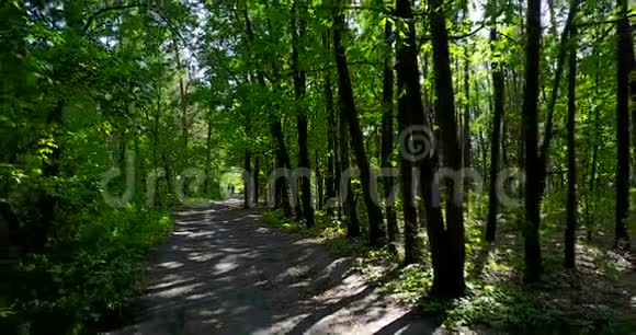 森林里的小径夏天视频的预览图