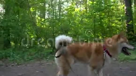 石坝狗在树林里跑视频的预览图