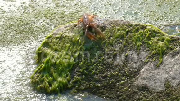 河小龙虾在石背上爬行倒在藻类上星断是向后移动的野生动物的概念视频的预览图