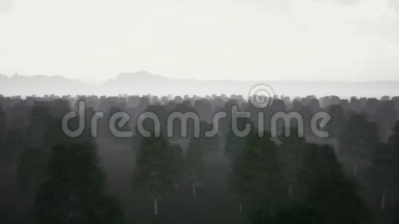 阴郁的黑暗森林和雾视频的预览图