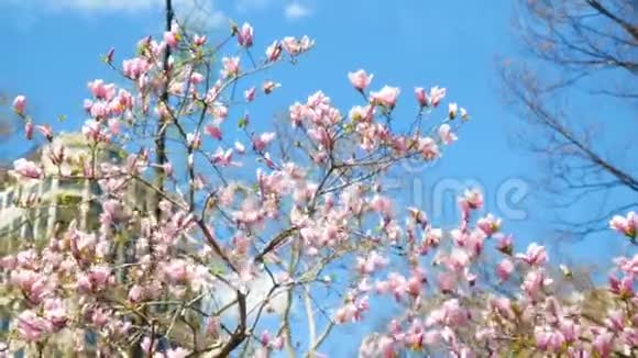 美国纽约城的粉红花树视频的预览图