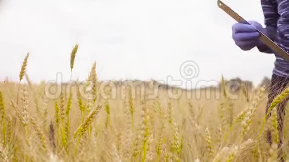 生态学家检查小麦的手视频的预览图