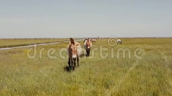 普拉泽瓦尔斯基马正在草原上放牧野马是青草视频的预览图