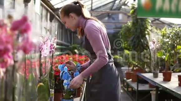 穿着围裙在花棚里散步的年轻花店女检查架子上的一盆蓝色兰花花瓣视频的预览图