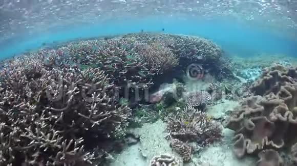 拉贾安帕特珊瑚礁上方的雨瀑布视频的预览图