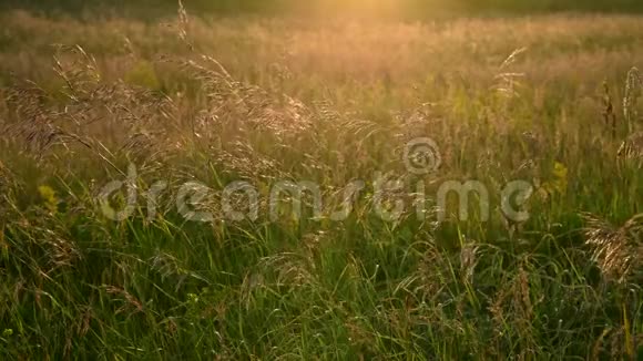 日落时分风中的野燕麦视频的预览图