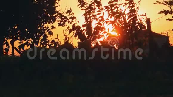 日落时风上的树视频的预览图