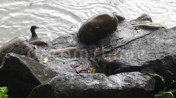 常见的麋鹿正在湖里的岩石上钓鱼和吃鱼视频的预览图