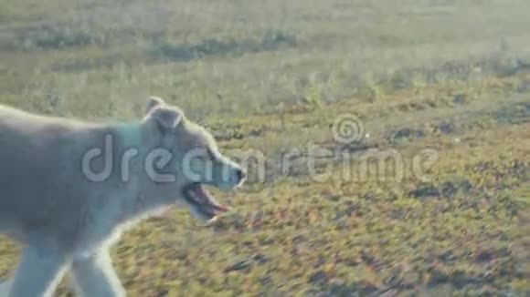 小狗在草地上奔跑视频的预览图