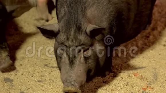 把越南猪关在农场里视频的预览图