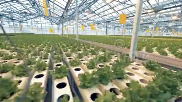 莴苣植物在床上关闭温室里的一排排生菜视频的预览图
