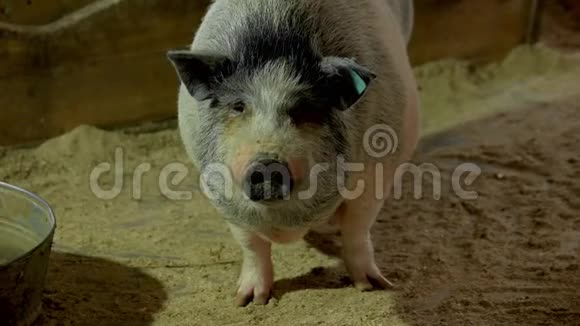 在农场里关起可爱的装饰猪视频的预览图