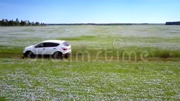 乘白车在荞麦地行驶视频的预览图