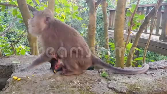 一只猴子和她的幼崽玩小猴子在妈妈附近爬行猴子吃玉米视频的预览图