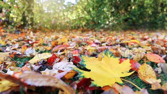 秋天公园里飘落的五颜六色的叶子视频的预览图