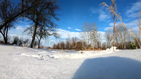 冬天的鸟儿在雪地里寻找食物动作缓慢视频的预览图