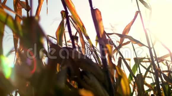 特写阳光下的玉米地阳光下的玉米娃娃和树叶干燥的玉米树上的玉米作物是迅速的视频的预览图