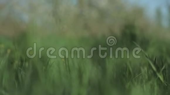 神秘的女孩穿着一件白色的长裙沿着郁郁葱葱的青草散步背景模糊身体部位视频的预览图