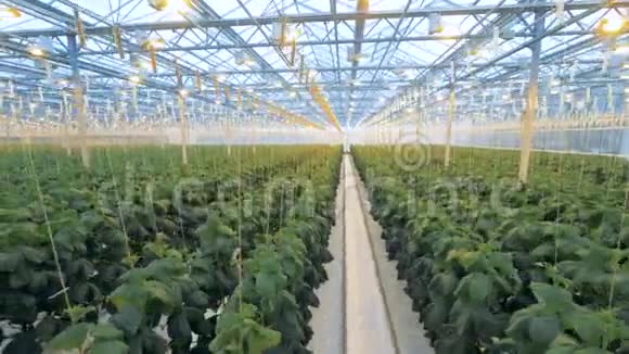 有植物的现代温室黄瓜植物生长在现代化的温室里有特殊的设备视频的预览图