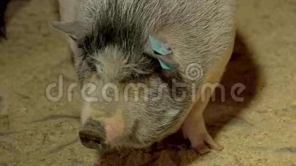 在动物农场关起可爱的猪视频的预览图