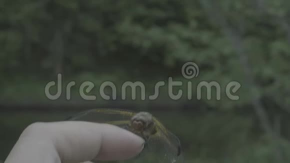 特写橙蜻蜓落在雌性手上美丽的大自然奇妙的世界视频的预览图