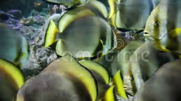 热带鱼类特写太阳爆发蝴蝶鱼视频的预览图