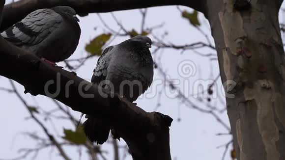 鸽子坐在树枝上鸽子视频的预览图