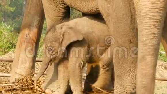 小象和妈妈在阳光下可爱的小象宝宝站在妈妈身边阳光明媚视频的预览图