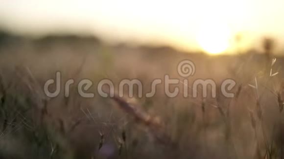 夕阳下的干草地视频的预览图