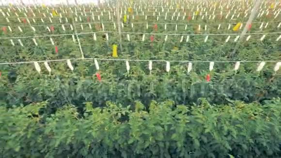 一排排绿色植物俯视图耕作植物附着在床上的绳子上视频的预览图