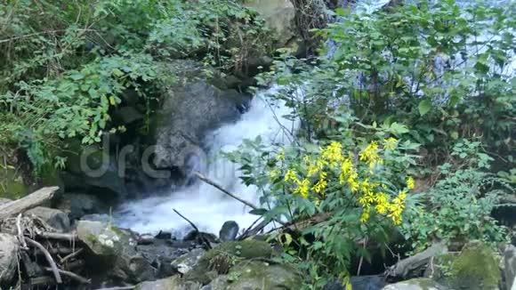 佐治亚州阿莫科拉瀑布夏季近景的水流经岩石穿过树木视频的预览图