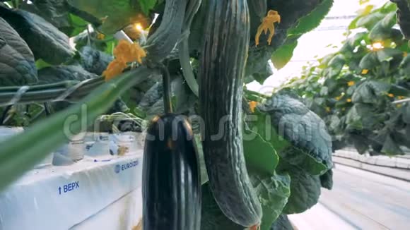黄瓜在温室里成排生长接近熟黄瓜在农场的金属床上视频的预览图