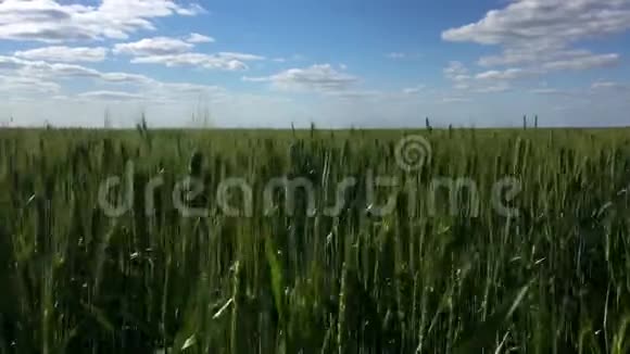 绿色的麦穗在风中摇摆视频的预览图