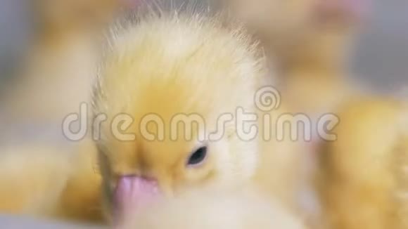 一个农场的黄鸭关门家禽养殖场的概念4K视频的预览图
