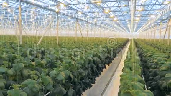 有很多植物的大温室一个温室里有许多排黄瓜视频的预览图
