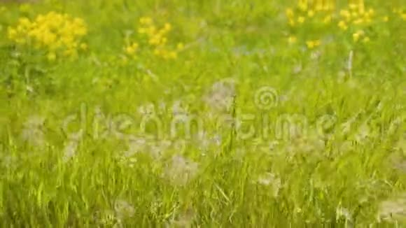 美丽的小草在风中摇曳很漂亮的框架很漂亮的植物精彩的灯光视频的预览图