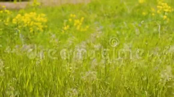 美丽的小草在风中摇曳很漂亮的框架很漂亮的植物精彩的灯光视频的预览图