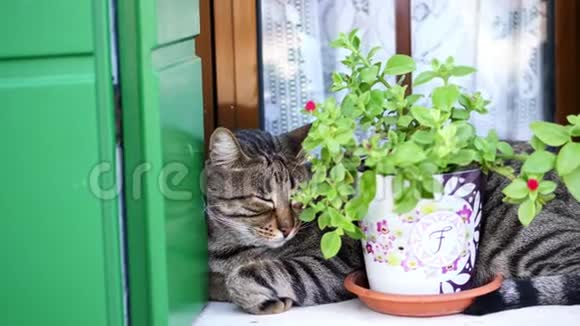 特写在窗户上靠近花盆猫在睡觉夏日炎炎视频的预览图
