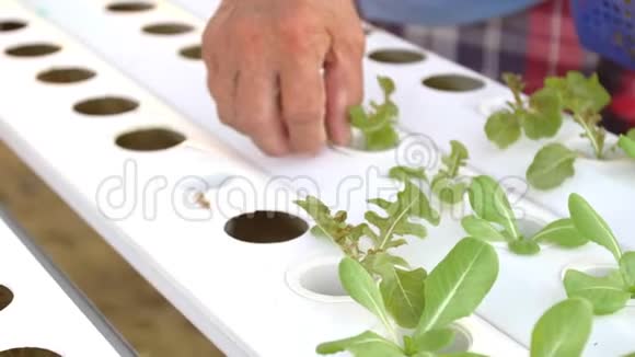 老人的手把沙拉年轻的植物放在一个生长的桌子上进行水培视频的预览图