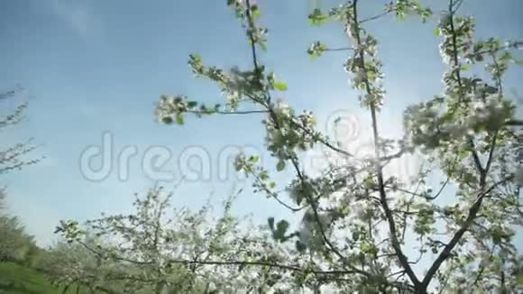 阳光明媚的日子里春天花园里美丽盛开的苹果树枝视频的预览图
