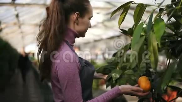 穿着围裙的年轻花店女在温室里的架子上检查一棵普通话树树上的橘子视频的预览图