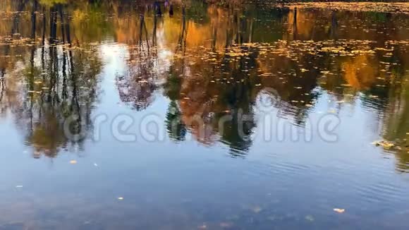 在阳光明媚平静的一天欣赏森林秋湖美景视频的预览图