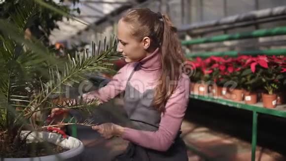 年轻女子在温室里用花园修剪器剪干树枝特写视图视频的预览图