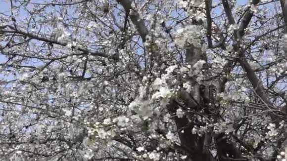 被风吹醒的树枝开着春天的花录像片段慢动作视频的预览图