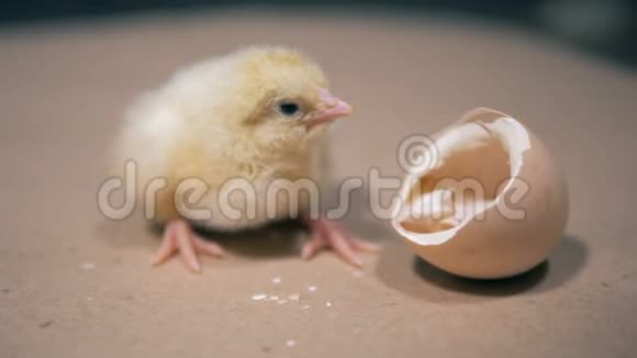 小鸭子坐在蛋壳附近靠近在农场从鸡蛋中孵出的小鸟视频的预览图